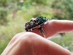 Set Sterling silver 925 Green malachite pyrite Earrings Ring